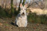 SCOTTISH TERRIER 011
